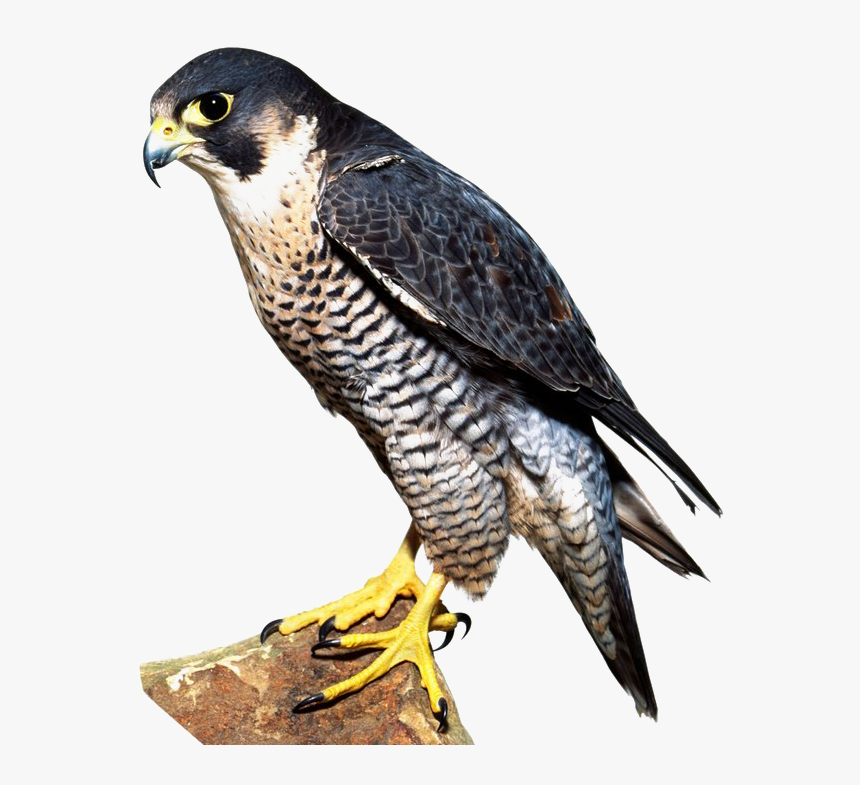 Detail Peregrine Falcon Png Nomer 13