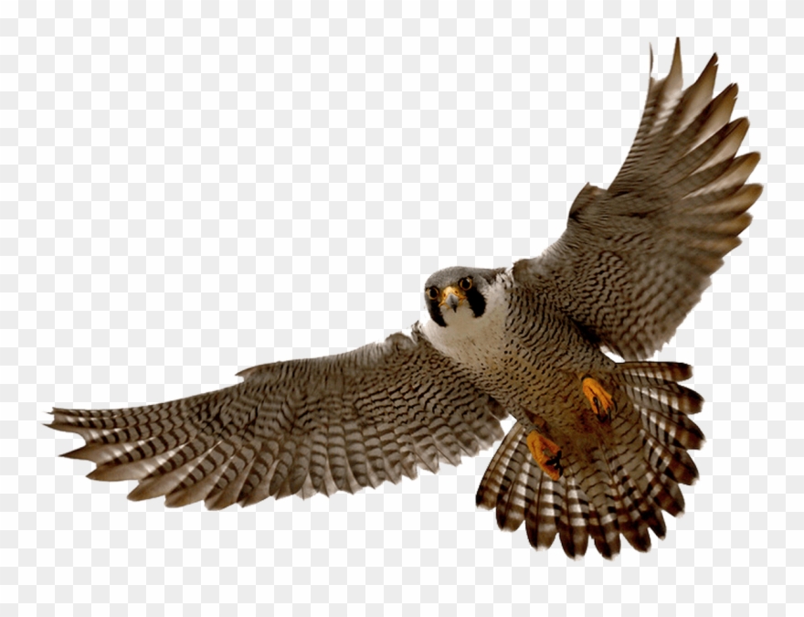Detail Peregrine Falcon Png Nomer 3