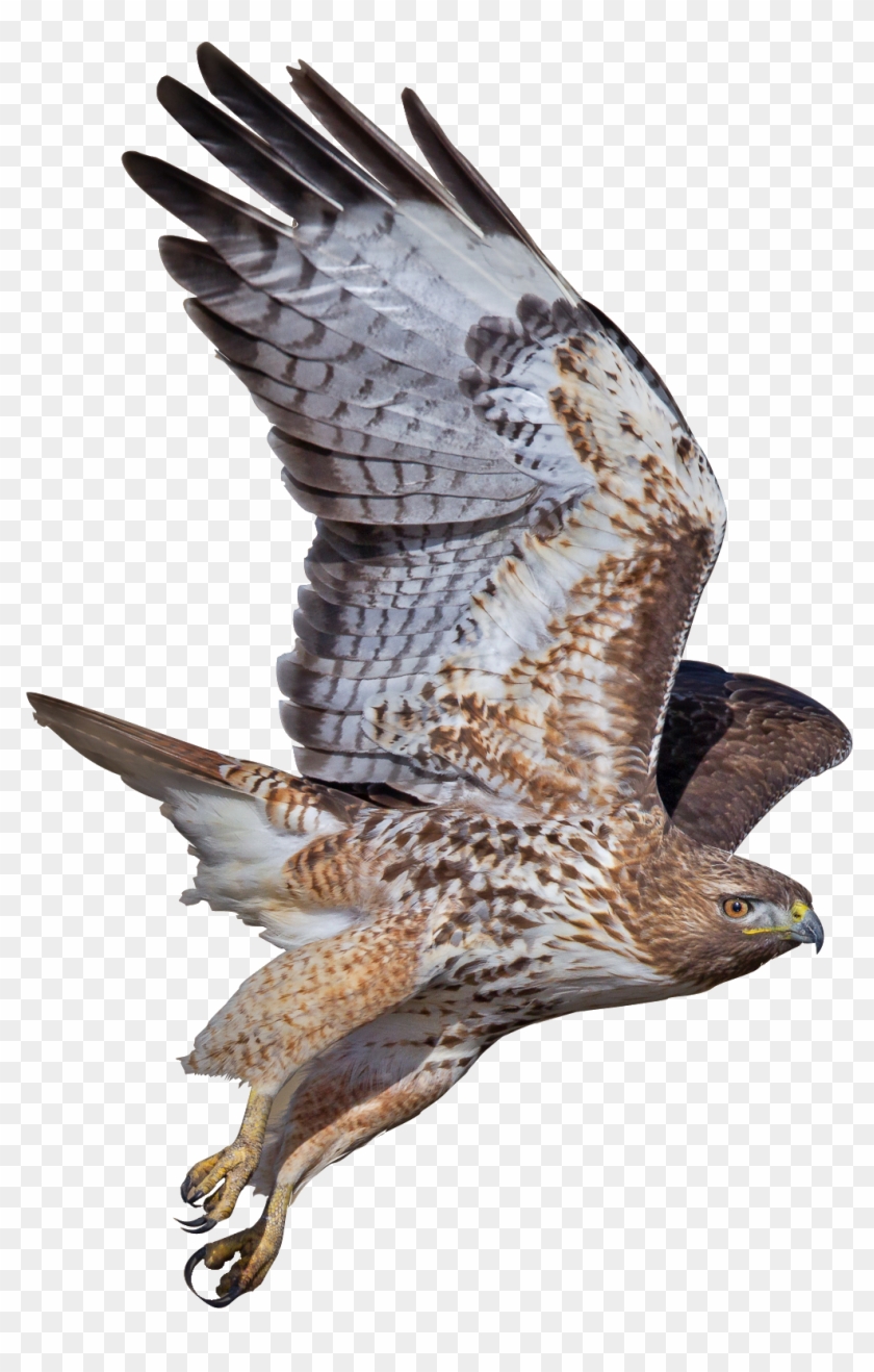 Detail Peregrine Falcon Png Nomer 23