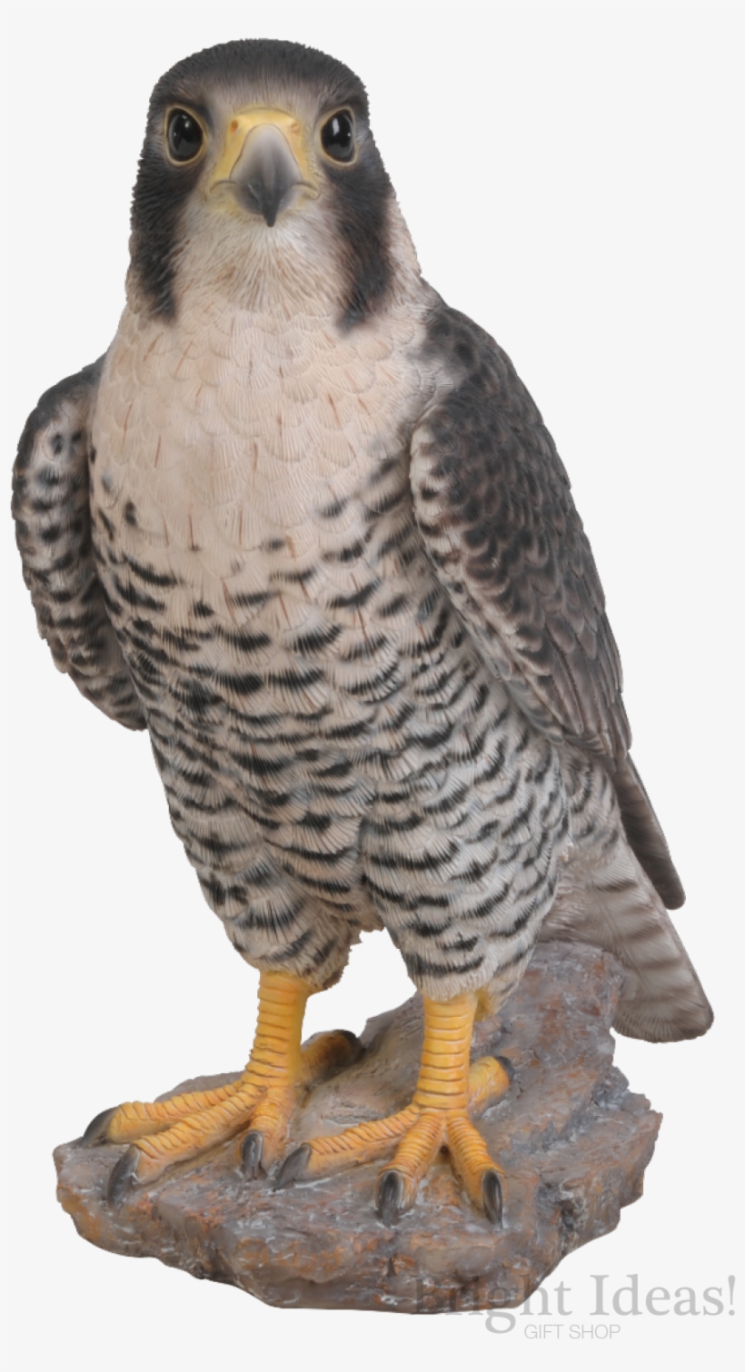Detail Peregrine Falcon Png Nomer 26