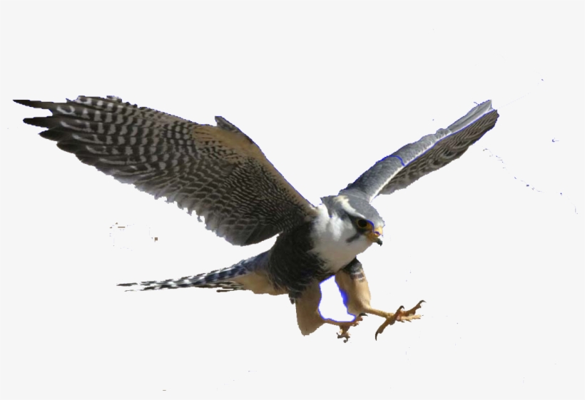 Detail Peregrine Falcon Png Nomer 28