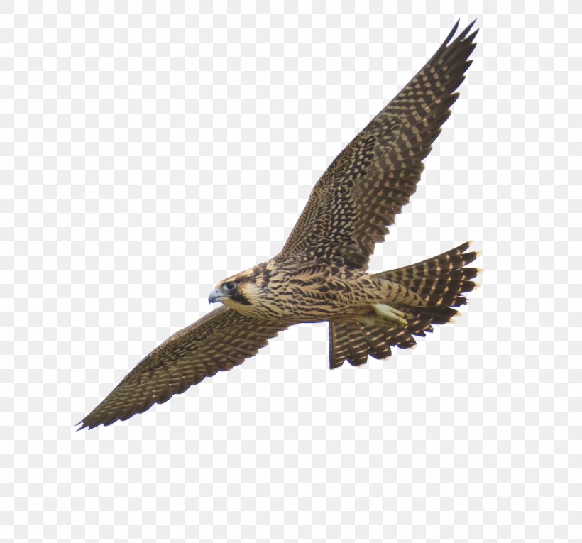 Detail Peregrine Falcon Png Nomer 4