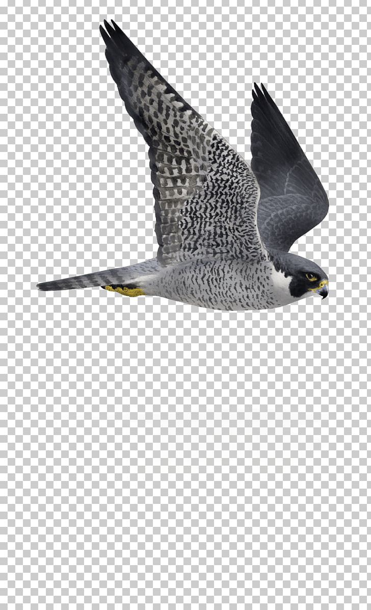 Detail Peregrine Falcon Png Nomer 37