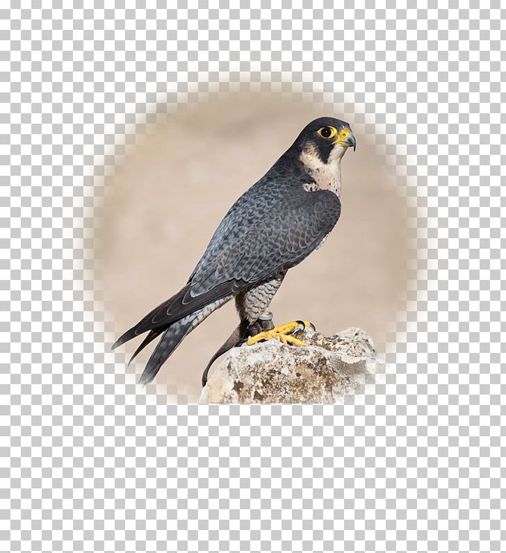 Detail Peregrine Falcon Png Nomer 44