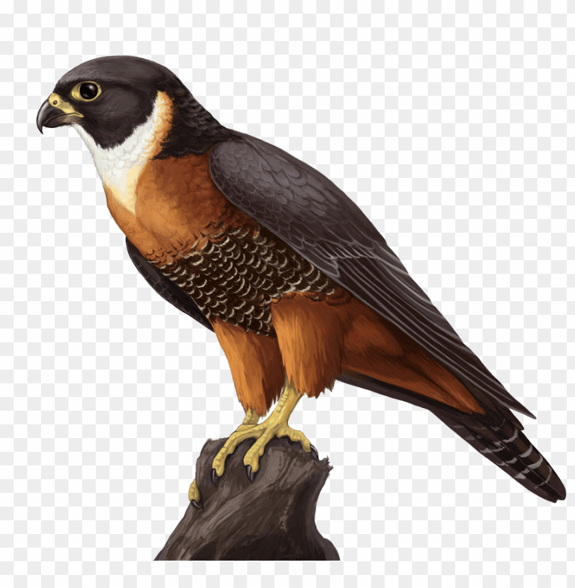 Detail Peregrine Falcon Png Nomer 52