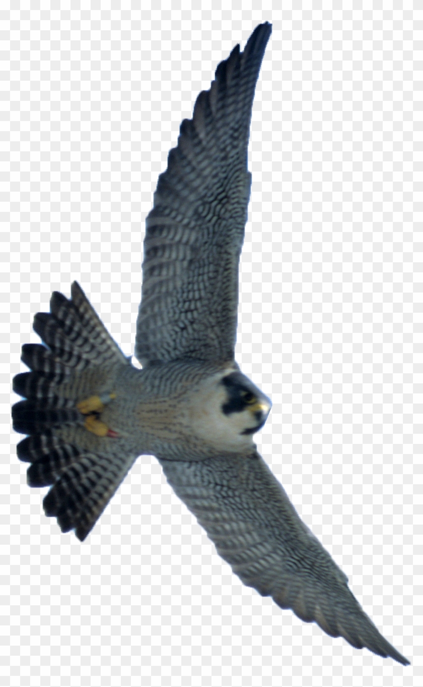 Detail Peregrine Falcon Png Nomer 8