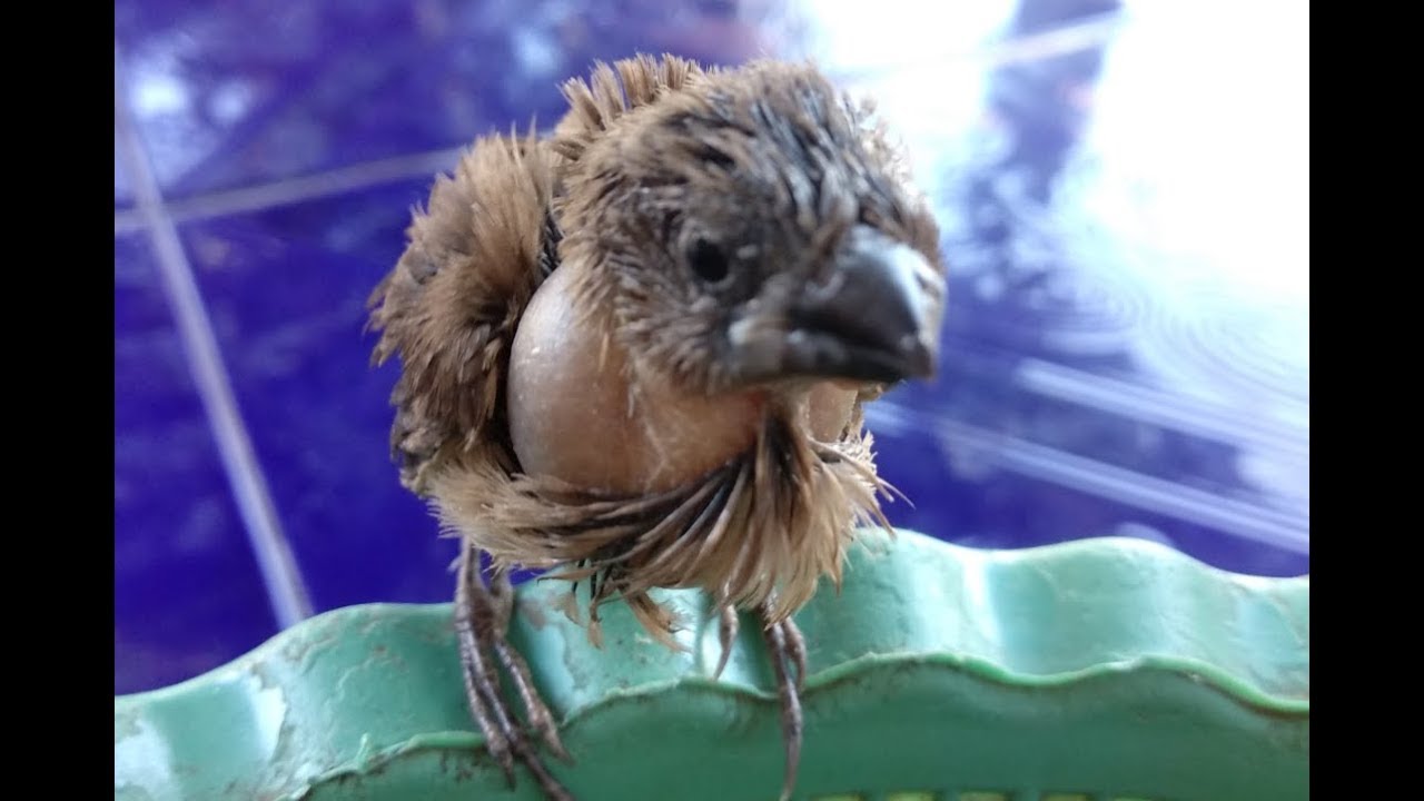 Detail Makanan Anak Burung Emprit Nomer 14