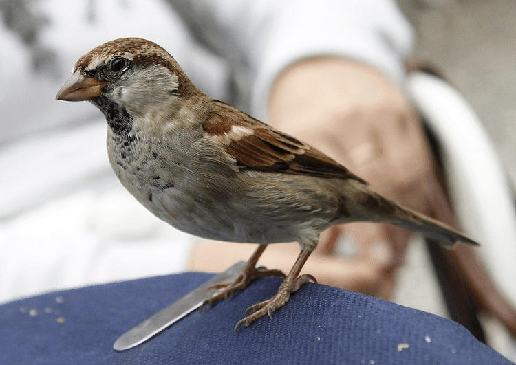 Detail Makanan Anak Burung Emprit Nomer 23