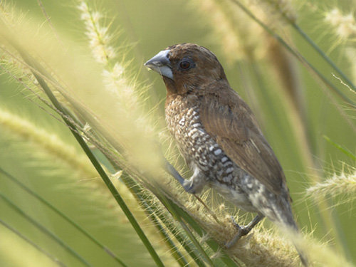 Detail Makanan Anak Burung Emprit Nomer 24