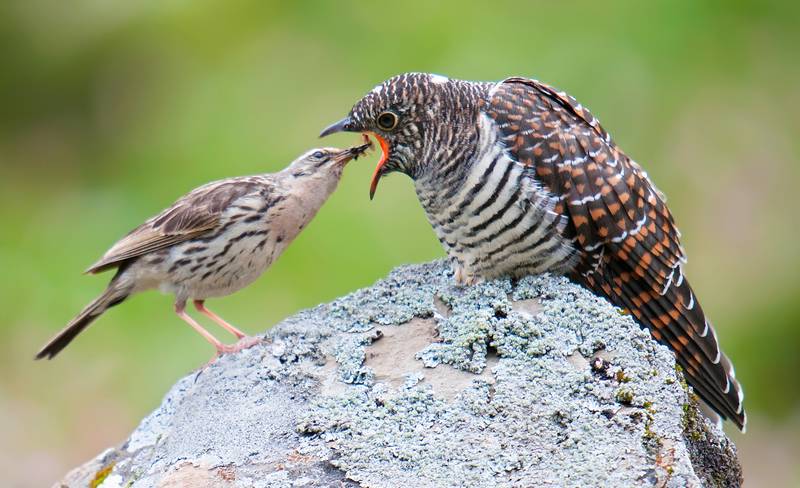 Detail Makanan Anak Burung Emprit Nomer 40