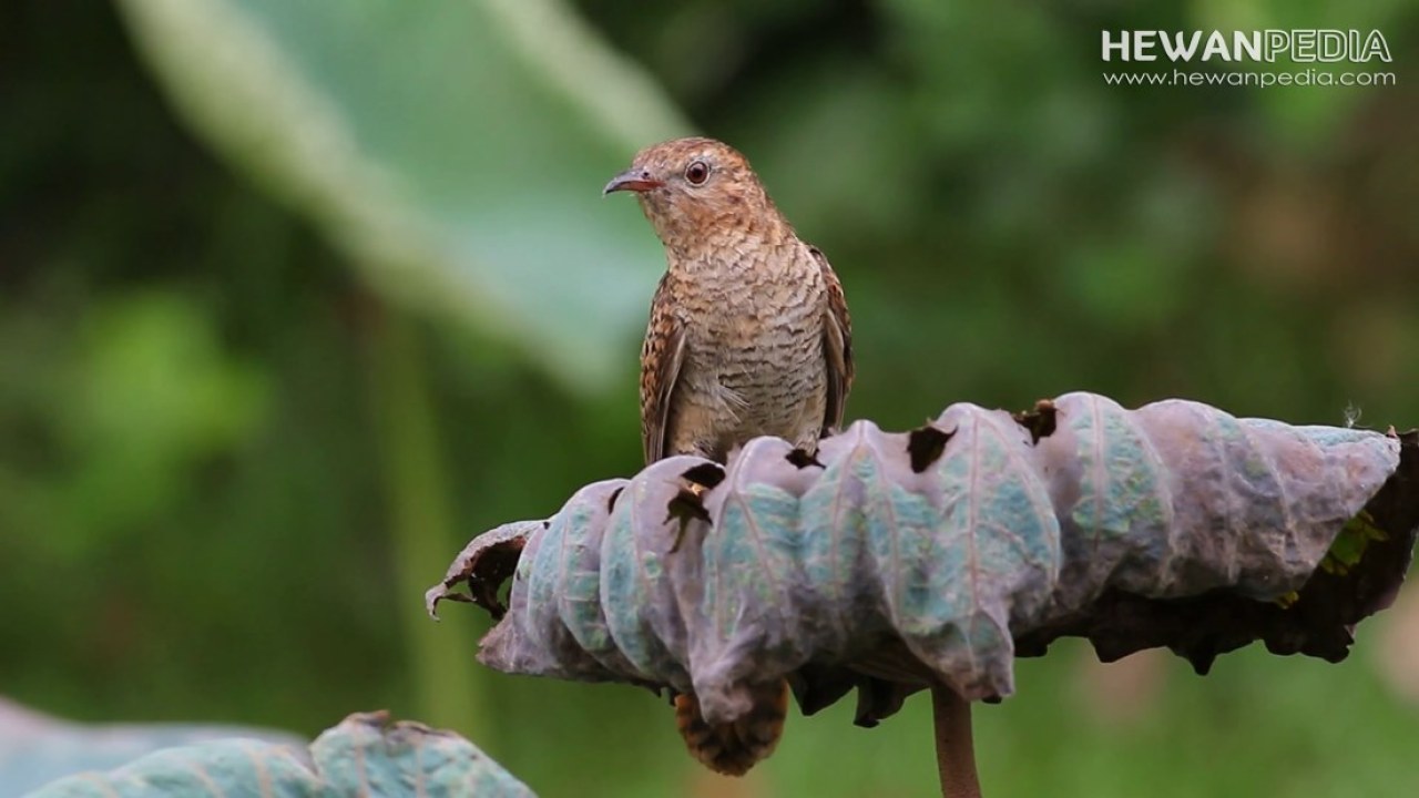 Detail Makanan Anak Burung Emprit Nomer 51