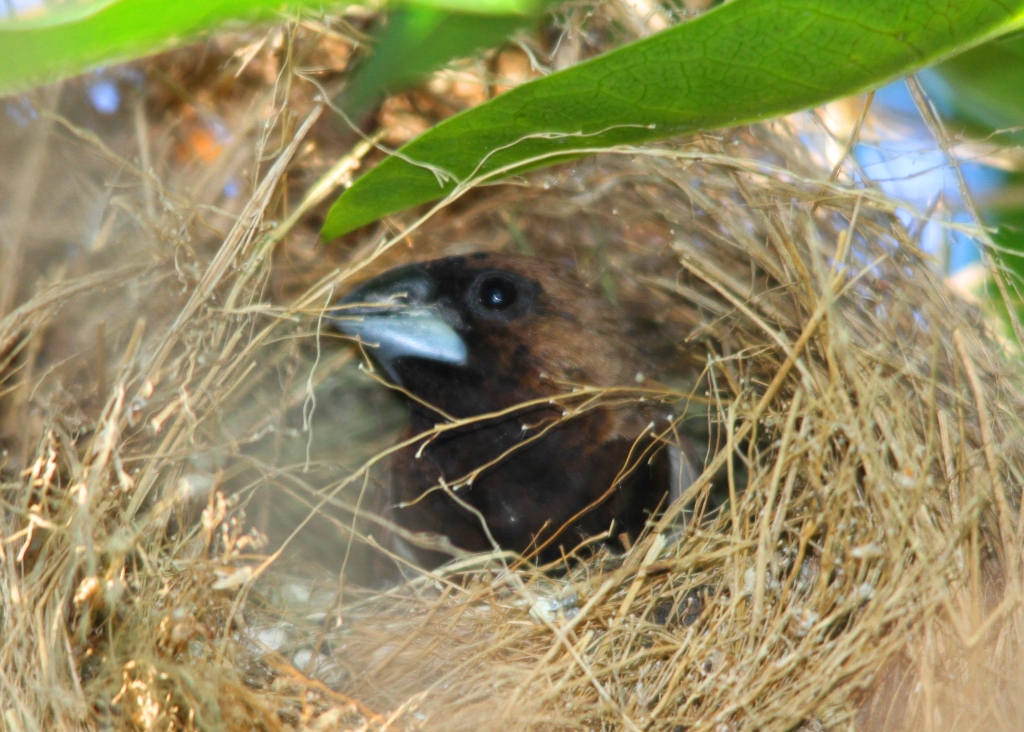 Detail Makanan Anak Burung Emprit Nomer 53