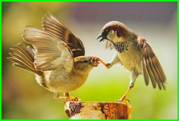 Detail Makanan Anak Burung Gereja Nomer 29
