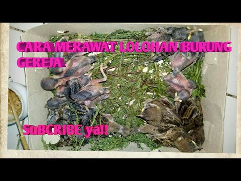 Detail Makanan Anak Burung Gereja Nomer 36