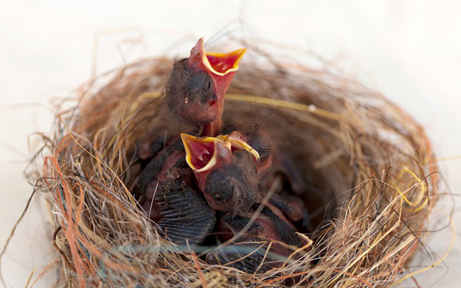 Detail Makanan Anak Burung Gereja Nomer 38