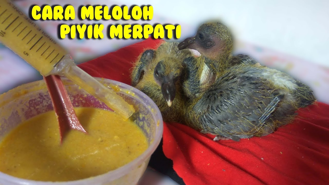 Detail Makanan Anak Burung Merpati Nomer 2