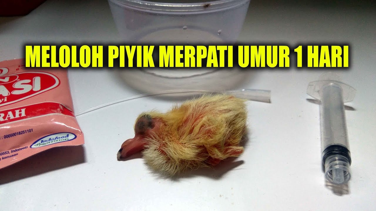 Detail Makanan Anak Burung Merpati Nomer 26