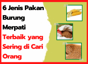 Detail Makanan Anak Burung Merpati Nomer 32