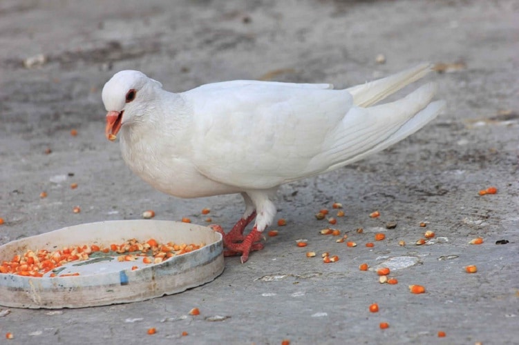 Detail Makanan Anak Burung Merpati Nomer 47