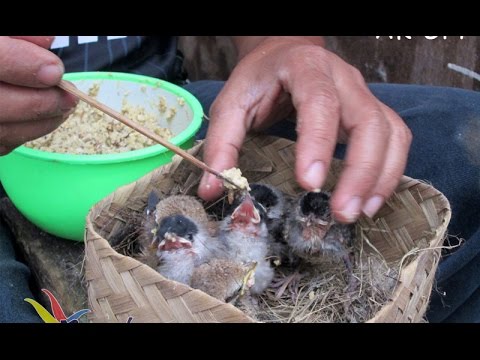 Makanan Anak Burung Pipit - KibrisPDR