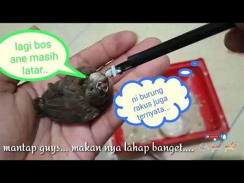 Detail Makanan Anak Burung Pipit Nomer 15