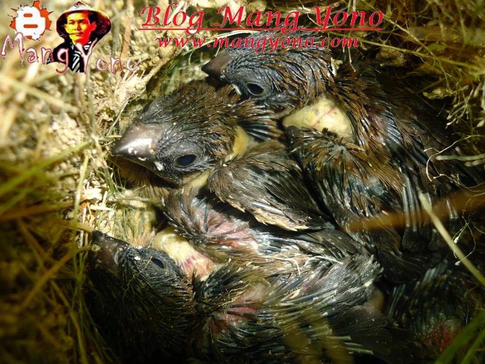 Detail Makanan Anak Burung Pipit Nomer 23