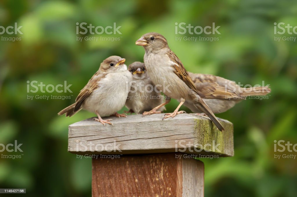 Detail Makanan Anak Burung Pipit Nomer 25