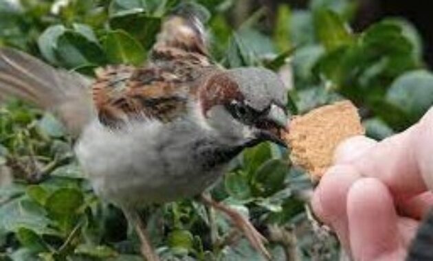 Detail Makanan Anak Burung Pipit Nomer 31