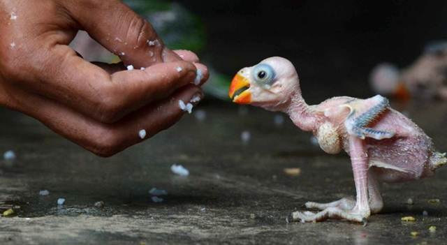 Detail Makanan Anak Burung Pipit Nomer 33