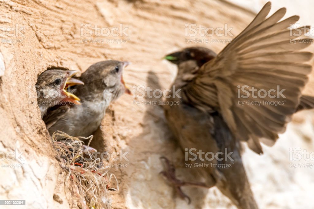 Detail Makanan Anak Burung Pipit Nomer 40