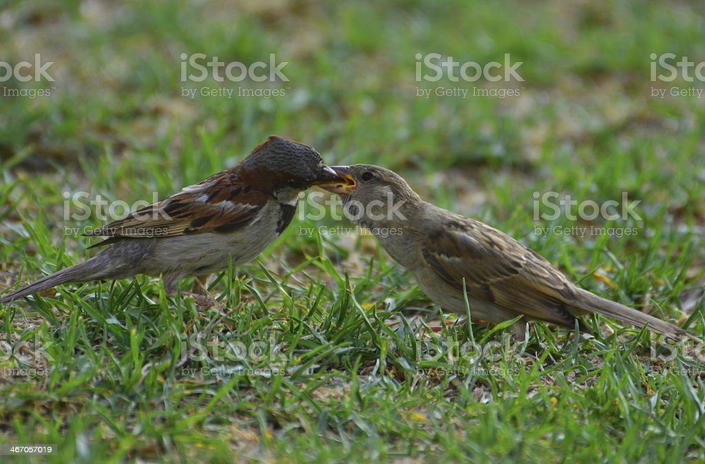 Detail Makanan Anak Burung Pipit Nomer 41