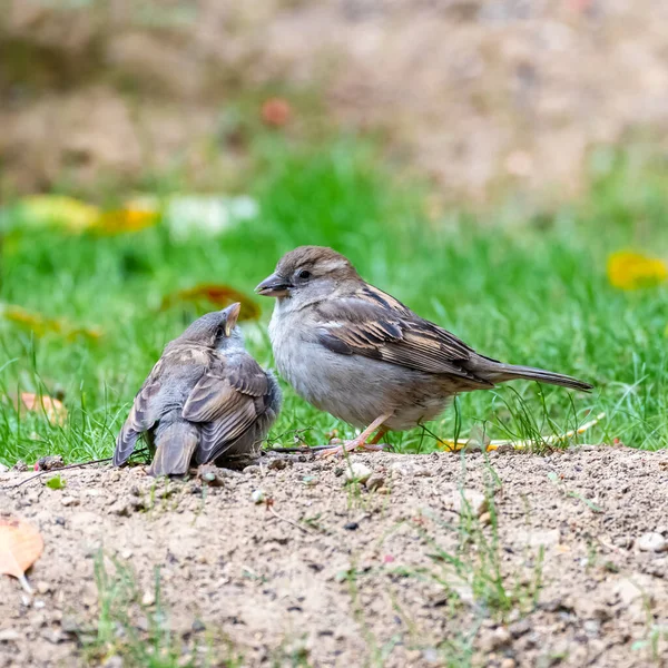 Detail Makanan Anak Burung Pipit Nomer 55