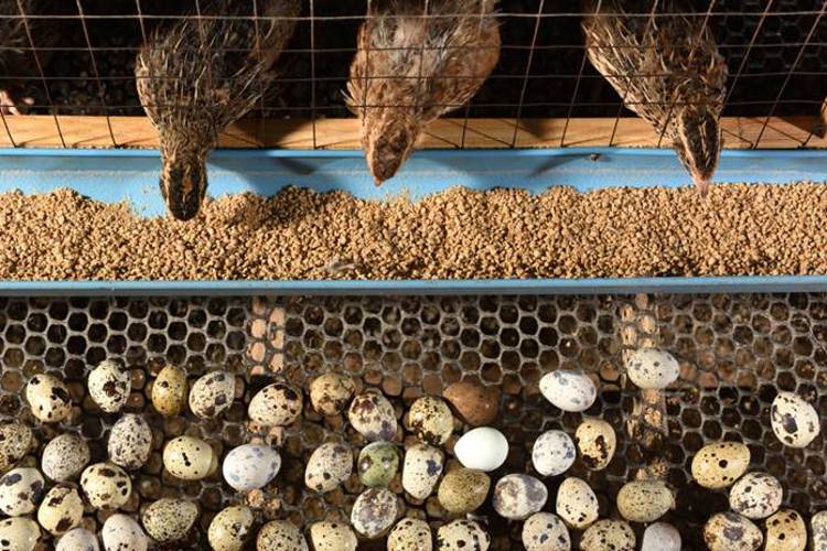 Detail Makanan Anak Burung Puyuh Nomer 11