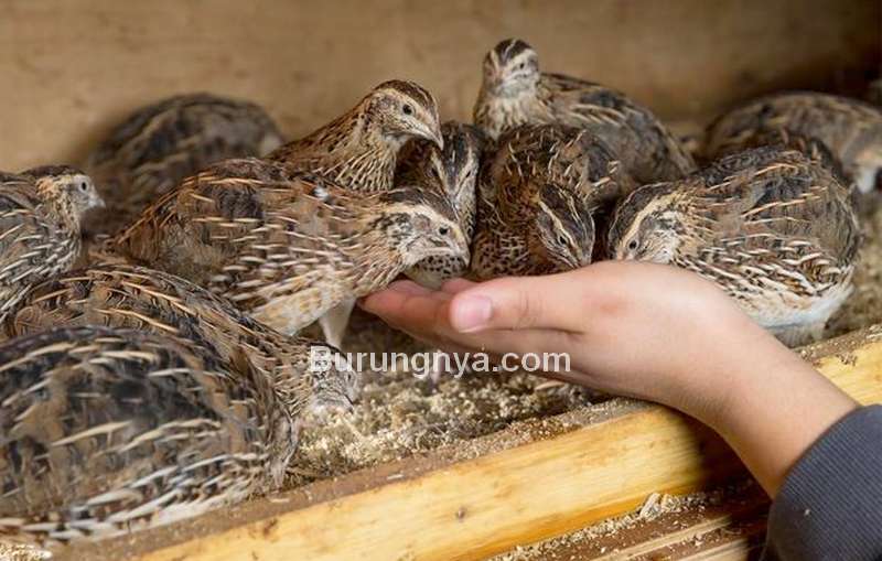 Detail Makanan Anak Burung Puyuh Nomer 3