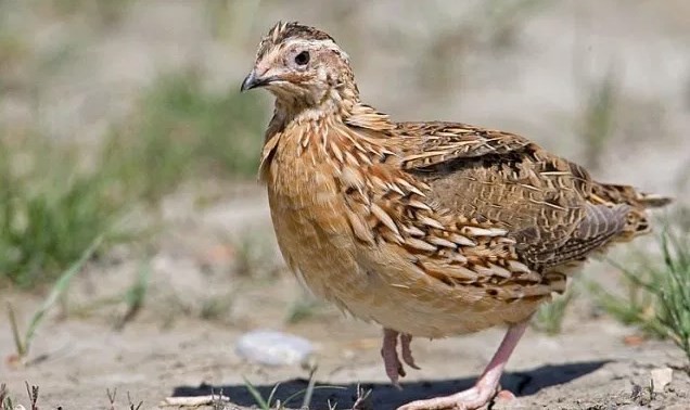 Detail Makanan Anak Burung Puyuh Nomer 25