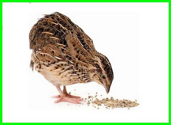 Detail Makanan Anak Burung Puyuh Nomer 4