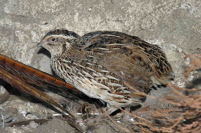 Detail Makanan Anak Burung Puyuh Nomer 53