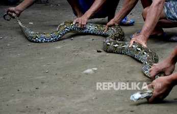 Detail Makanan Anak Ular Piton Nomer 12