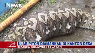 Detail Makanan Anak Ular Piton Nomer 16