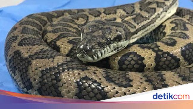 Detail Makanan Anak Ular Piton Nomer 25