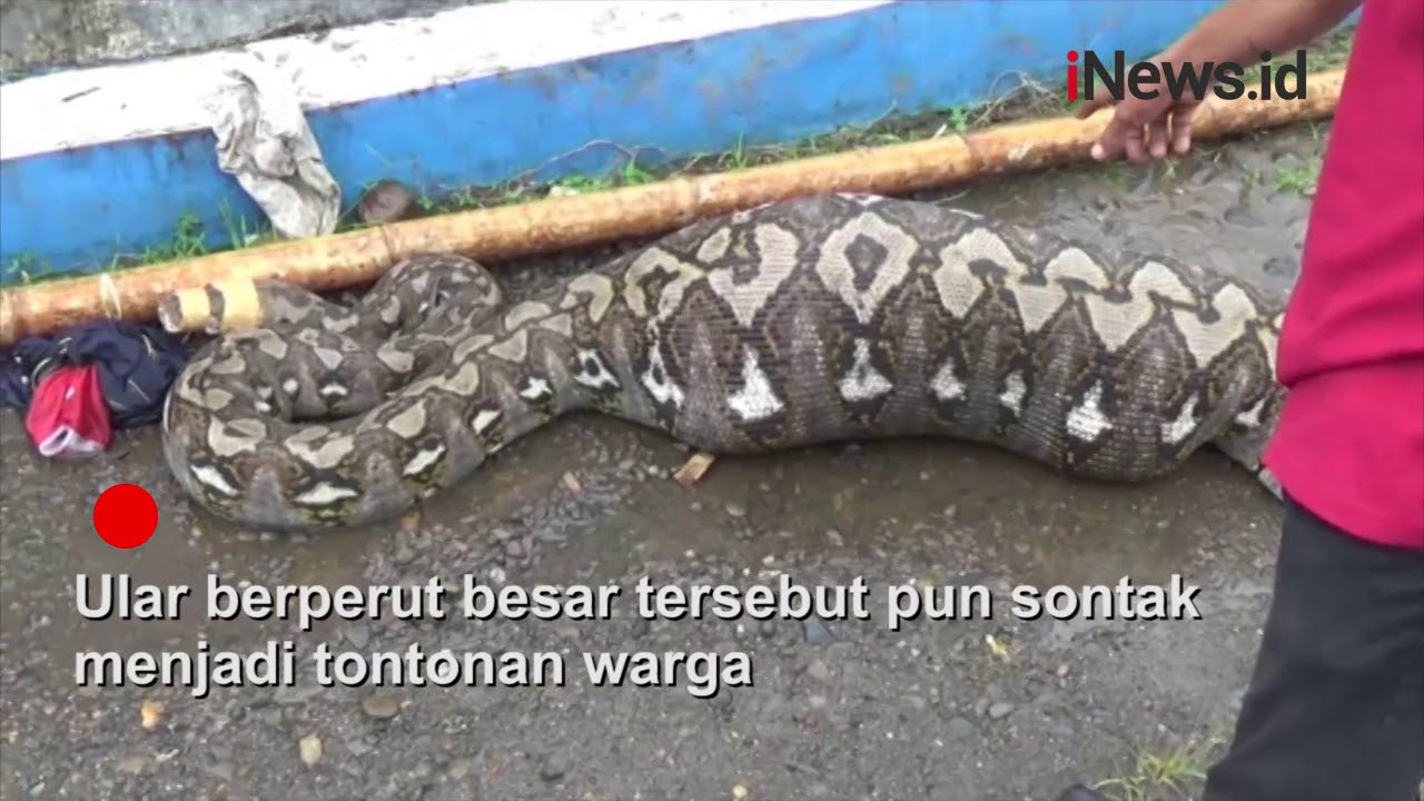 Detail Makanan Anak Ular Piton Nomer 26