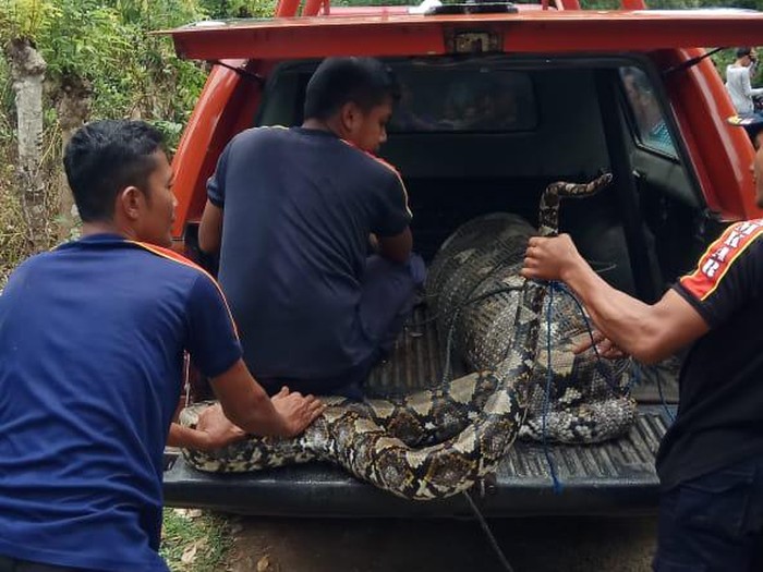 Detail Makanan Anak Ular Piton Nomer 33
