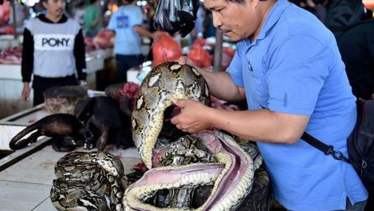 Detail Makanan Anak Ular Piton Nomer 35