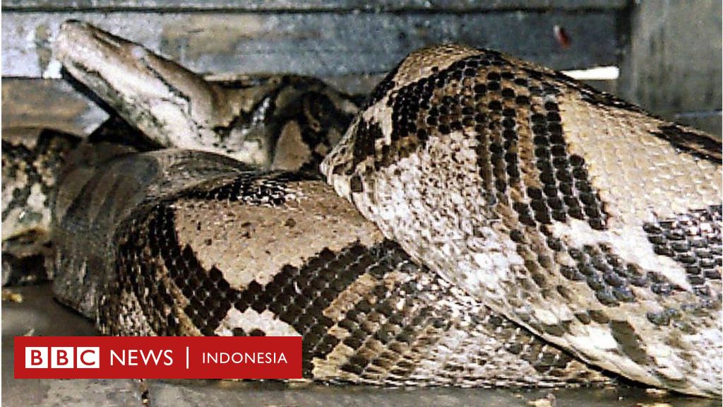 Detail Makanan Anak Ular Piton Nomer 38