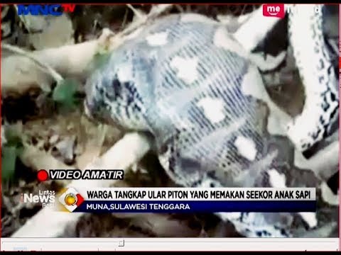 Detail Makanan Anak Ular Piton Nomer 42