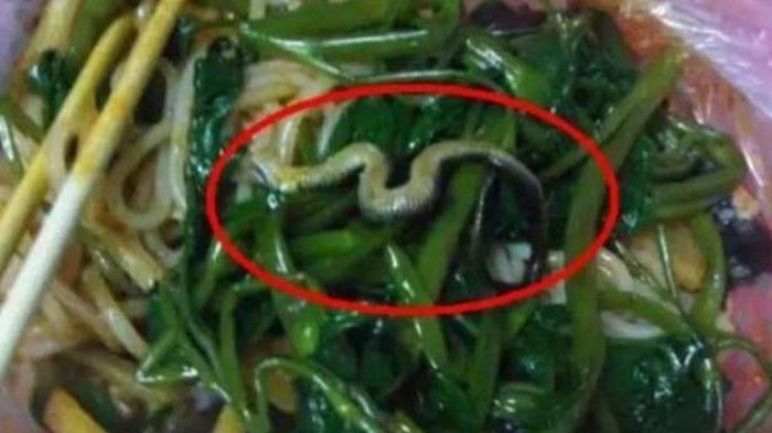 Detail Makanan Anak Ular Piton Nomer 5