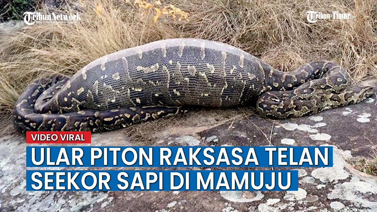 Detail Makanan Anak Ular Piton Nomer 45