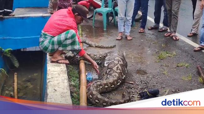 Detail Makanan Anak Ular Piton Nomer 9