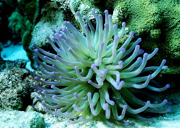 Detail Makanan Anemon Laut Nomer 42