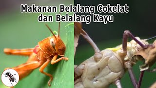 Detail Makanan Belalang Daun Nomer 3